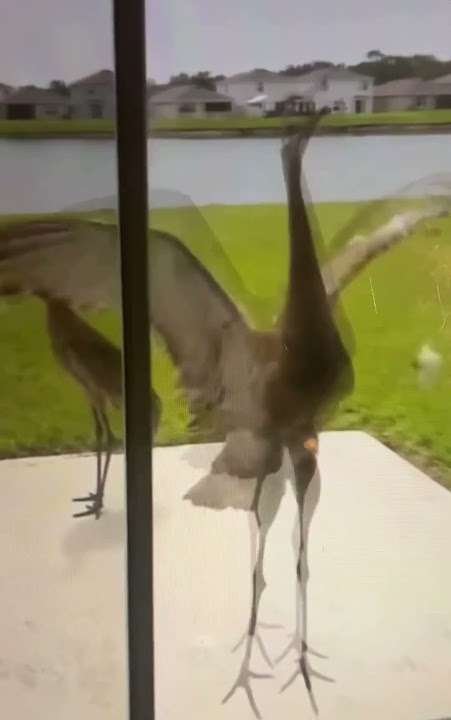 Sorry no one can open the door for you #subscribe #like #bird #share #cranes