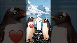 Como os pinguins encontram o seu amor 🐧♥️