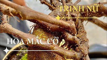 TRINH NỮ (HOA MẮC CỠ ) NHỮNG GỐC TRINH NỮ HÀNG KHỦNG RẤT QUÝ HIẾM .