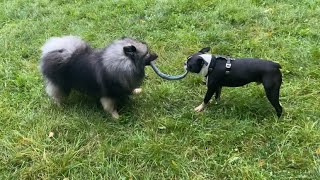 My Dogs Play Tug And Silliness Ensues!