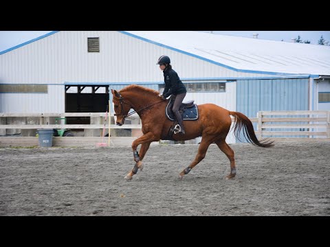 Very Talented 17hh Thoroughbred Gelding| SOLD