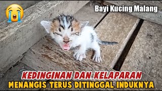 Menemukan Bayi Kucing Sendirian di Pasar Saat Hujan Deras