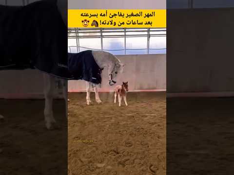 م هر يفاجئ أمه بسرعته بعد ساعات من ولادته