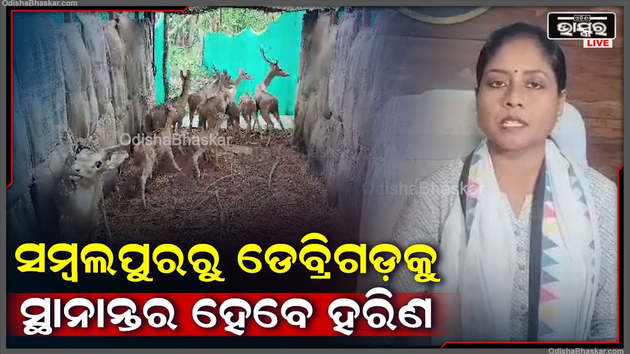 ହରିଣମାନଙ୍କ ବଂଶ ବୃଦ୍ଧି ତଥା ସ୍ଥାନର ବିସ୍ତାର ପାଇଁ ସମ୍ବଲପୁର ଜୁରୁ ଡେବ୍ରିଗଡ ଅଭୟାରଣ୍ୟକୁ ସ୍ଥାନାନ୍ତର ହେବେ ହରିଣ
