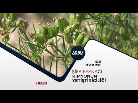 Video: Kimyon Bitkisi Tohumları: Kimyon Tohumları ve Daha Fazlası Nasıl Kullanılır