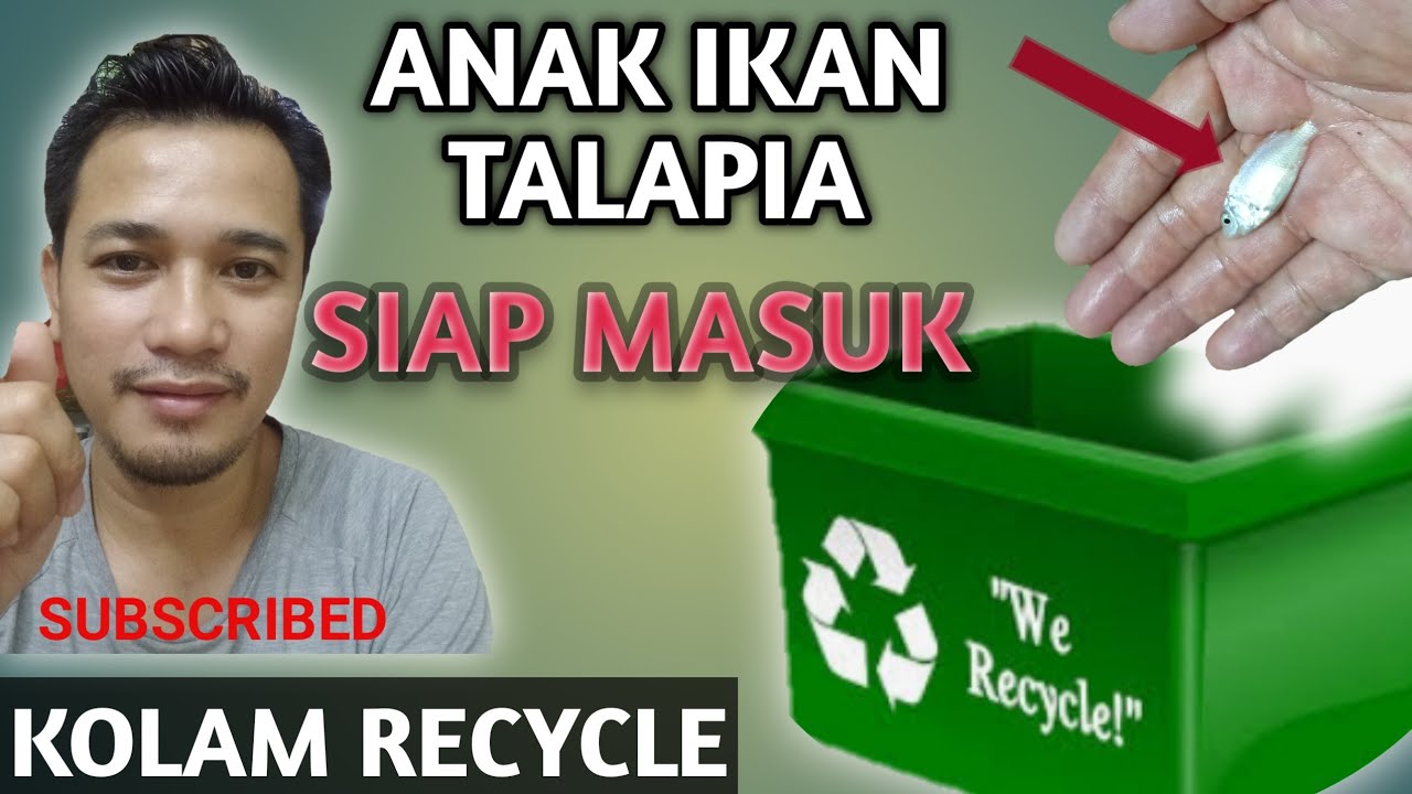 Anak ikan  talapia siap  masuk kolam  recycle YouTube