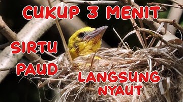 Pancingan Sirtu Paud Jamin Nyaut‼️SCK Sadulur Cipoh Karawang