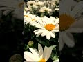 Youtube@zagrencutatiana. Tsvetok na kazhdyi den. Flower for every day.