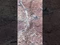 Mesmerizing Ant Trail – Nature at Work #ants #antcolony #nature