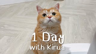 1 Day with Kirua