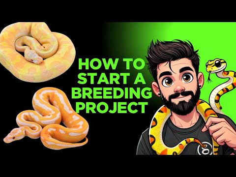 HOW TO START A BALL PYTHON BREEDING BUSINESS/BREEDING PROJECT WITH JUST A FEW SNAKES!!!!