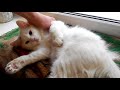 БРОШЕННЫЙ КОТЕНОК #24 Грыжа у кошек БРОШЕННЫЙ КОТИК  Уличный котенок