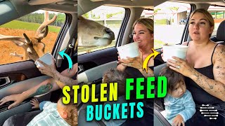 Safari Park Animals Stealing the Feed Buckets