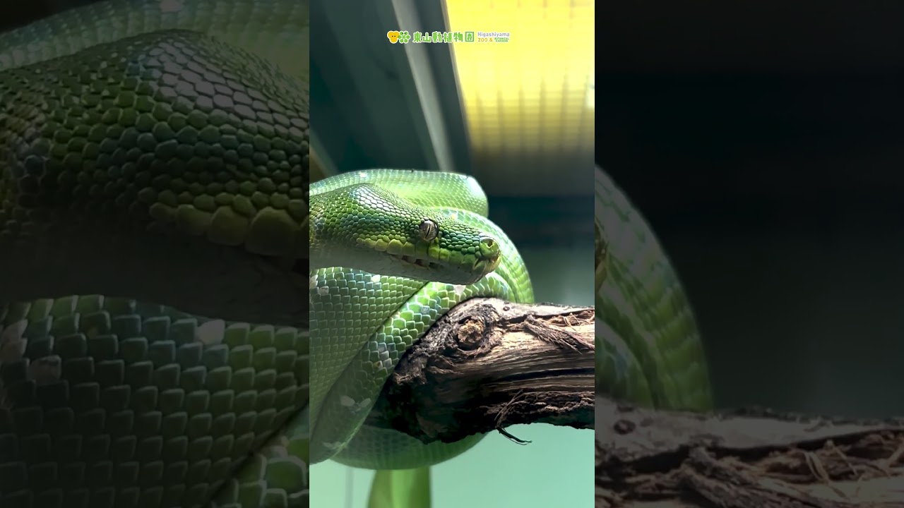 東山動植物園公式】ミドリニシキヘビにロックオンされた？《 ヘビ