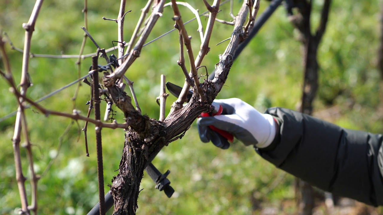 Potatura della Vite - Prima parte -  Il Filare