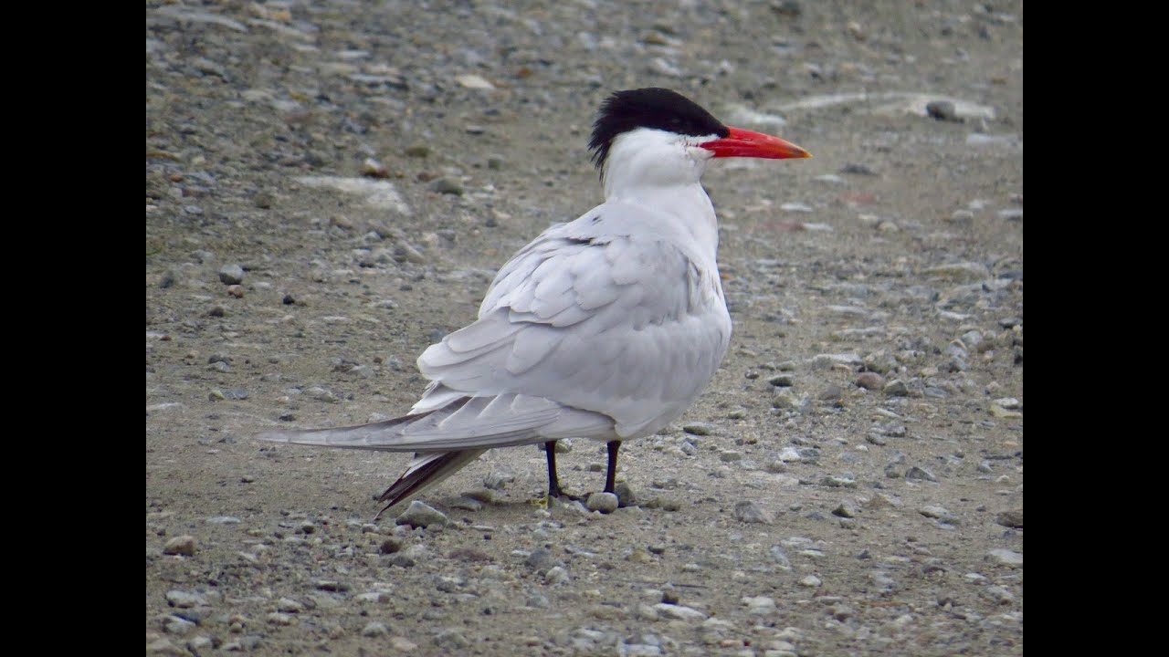 Caspian Tern