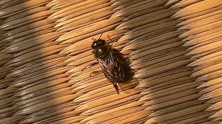 The Lovely Honey Bee Flew Onto The Bed Explore The World Of Insects