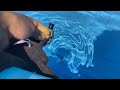 Teddy goes swimming#
