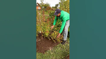 Самый простой способ размножить крыжовник! Сделайте это осенью