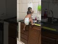 شقاوة الاطفال شقاوة الاطفال