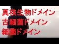 真核生物・古細菌・細菌　高校生物