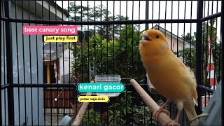 Canary Birds sound bird Singing Withhout Music, Relaxing Nature Sounds _ الكناري _ episode 406