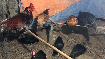 Chia sẻ cách tiêu diệt ruồi muỗi trên gà hiệu quả khôn tốn chi phí. Cách nuôi gà mái đẻ lớn ký.