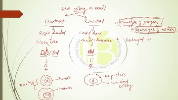 Maternal inheritance/shell coiling in Snail/Extrachromosomal inheritance/ Unit-1/Part-10 #genetics