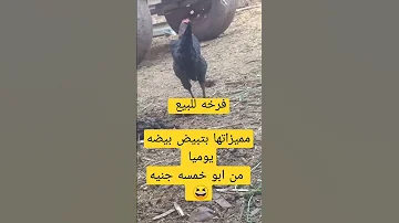 حيوانات فرخه بية 