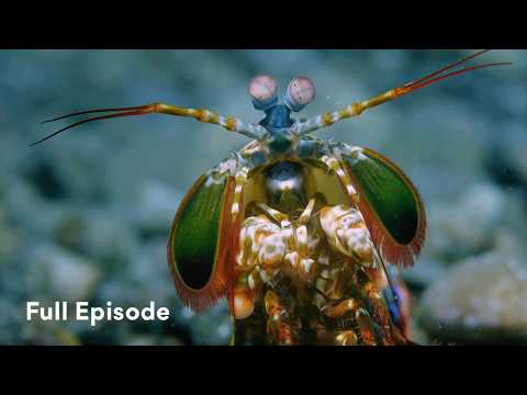 A Fierce Battle Underwater In The Forgotten Islands | Ep 1 | Into The Blue S1