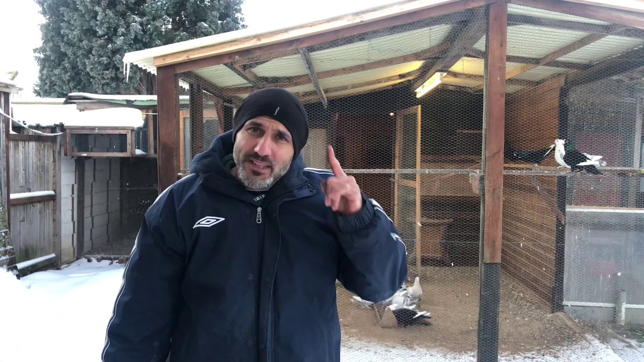 كيف تحافظ على طيورك في الشتاء القارص بعيدا عن الامراض 🌹🕊❤️