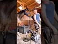 Horses enjoy the farrier #funny #horse #horselife #funnyvideos #love