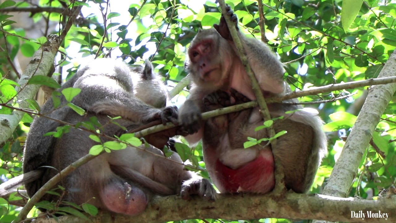 What happen on Popeye?, mother monkey Popeye and her husband lovely monkey