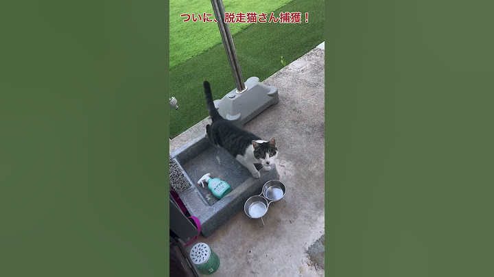 【捕獲！】1ヶ月ほど前に脱走した猫氏、自ら捕まりに来る！#ネコ#脱走#捕獲#早朝