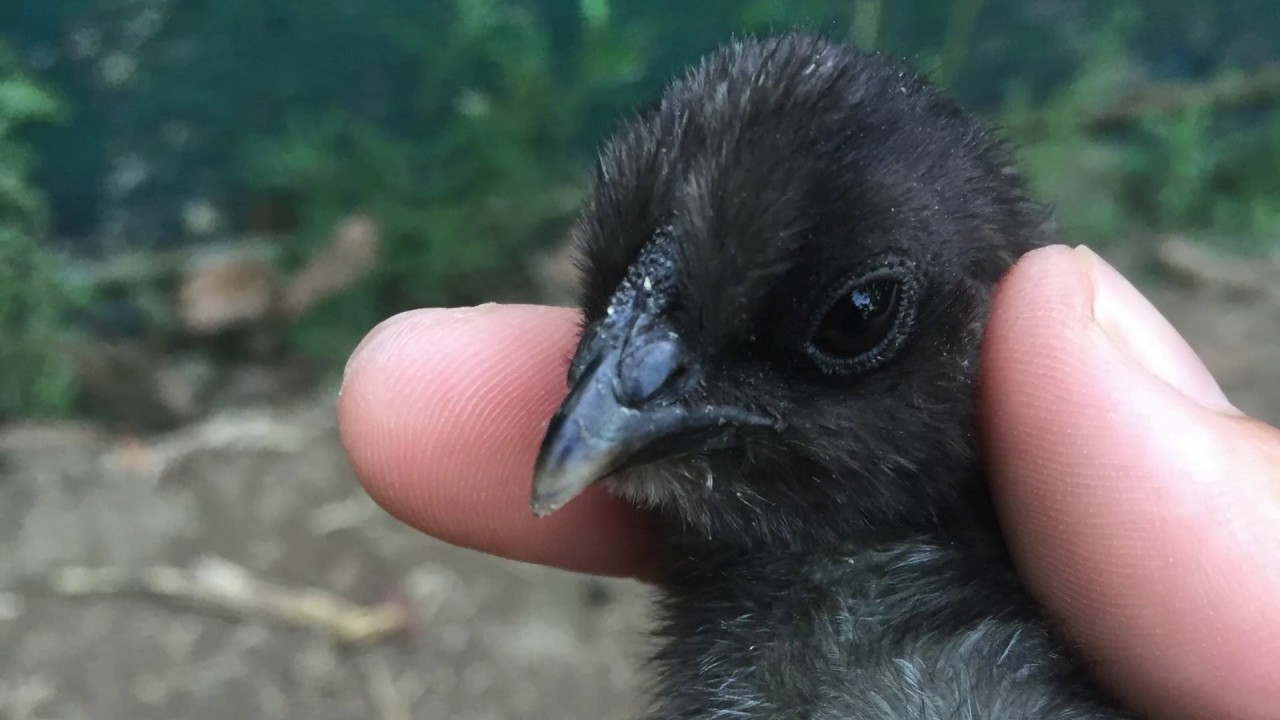 烏骨鶏の成長日記　ヒナから成鶏まで〜　おおたファーム