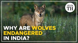 Why are wolves endangered in India? | The Hindu