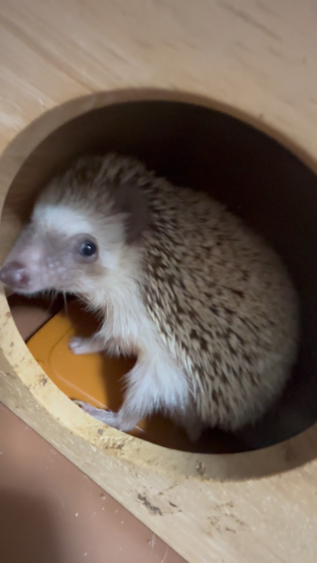 hedgehog #ハリネズミ - YouTube