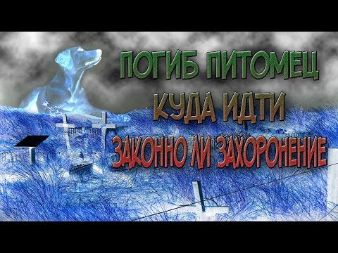 Утилизация погибших животных. Что делать, если питомец умер