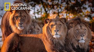 Africa's Hunters - Lion Pride Documentary | National Geographic Full HD 2023 screenshot 4