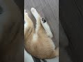 ♥️🐱 #music #rock #song #고양이 #tiktok