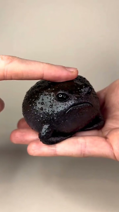 Black Rain Frog#shorts #banno#viral#youtube#ytshorts#blackrainfrog