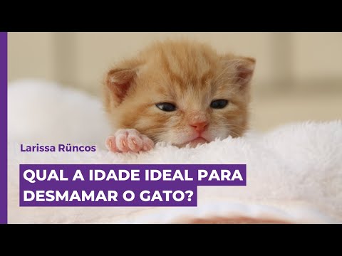 Vídeo: Este gato de mãos dadas em sua última viagem ao veterinário é desolador