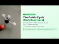 Photosynthesis Explained in 45 Seconds | Class 10 Biology | NCERT | ConceptScroll 📚