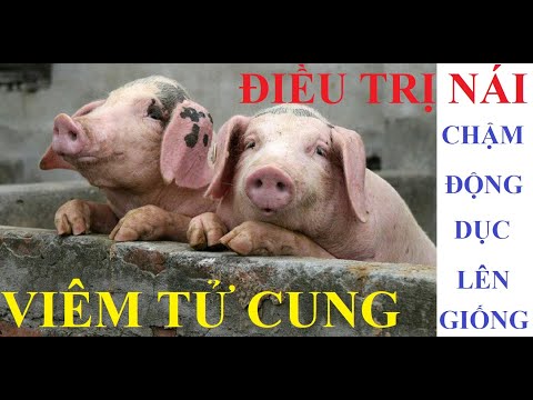 Video: Cách Chữa Bệnh Rối Loạn Sinh Dục ở Vật Nuôi