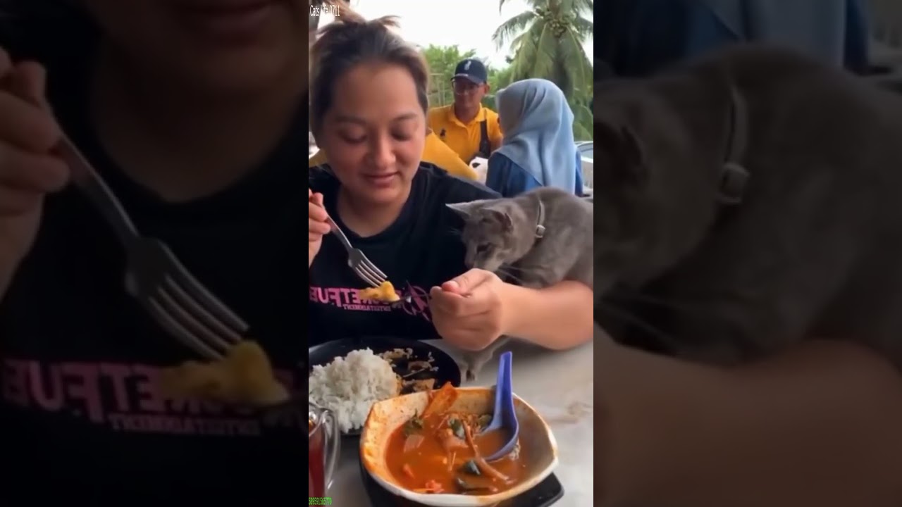 Funny Pets 😹 funny cats meme 😹 # Episode 7898