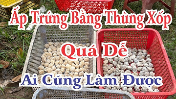 CÁCH ẤP TRỨNG ỐC BẰNG THÙNG XỐP ĐƠN GIẢN HIỆU QUẢ CHO NGƯỜI MỚI BẮT ĐẦU NUÔI ỐC BƯƠU ĐEN