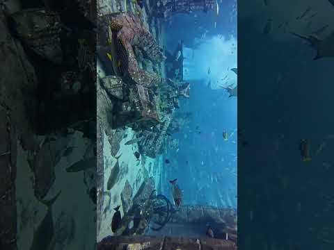 The Lost Chambers Aquarium | Dubai | Travel #atlantisdubai #dubai #travel #shorts