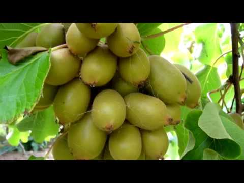 Video: Actinidia: Penanaman Dan Perawatan