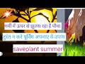 गर्मी में ऊपर से झुलस गया पौधा तुरंत न करे प्रूनिग अपनाए ये टिप्स saveplant plantsummer🥀