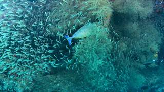 Tiny Cleaner Fish Doing A Great Job, Wonderful Underwater Shot